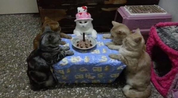 고양이 생일파티